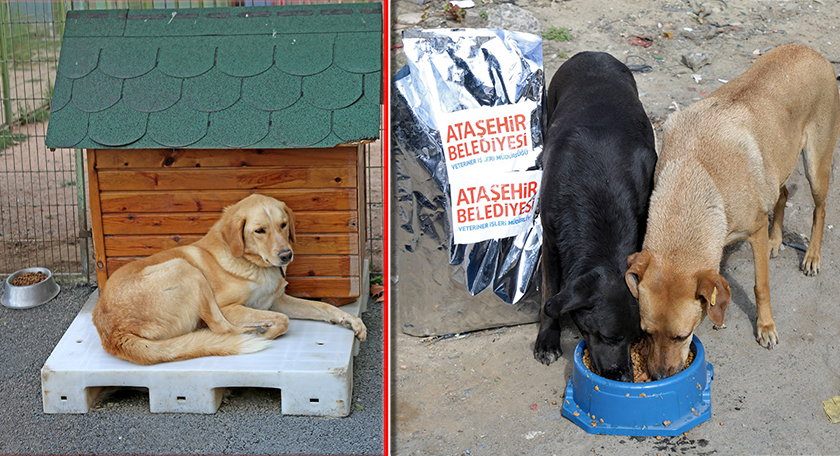 Ataşehir Belediyesi, Sokak Köpeklerinin Sahiplenmesini Teşvik İçin Kampanya Başlattı